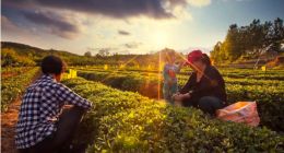 布谷農(nóng)場(chǎng)為農(nóng)企提供借貸撮合，為啥我說(shuō)它只有3成勝算？