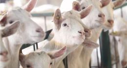 澳優(yōu)、伊利、君樂寶、貝因美等入局，羊奶能否迎來“牛市”？