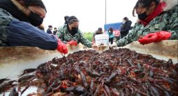 盒馬加速布局，生鮮新零售如何“中場進(jìn)階”？