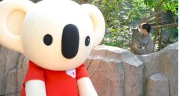 “天貓化”的考拉，還是考拉嗎？