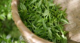 “奢侈品”價格的“快消品”，竹葉青這么想賺年輕人的“茶水錢”？