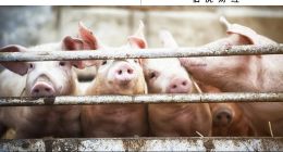 “豬茅”牧原股份，攀爬新的大山