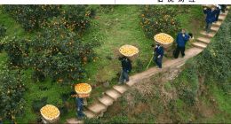 想破局同質(zhì)化，就來(lái)“千億扶持”拼一把