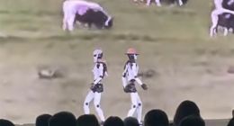 起猛了，看到機器人走秀，你給這貓步打幾分？