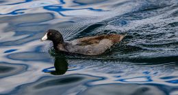 北京現代從年銷百萬輛到“困于淺灘”，李鳳剛能激起新水花嗎？